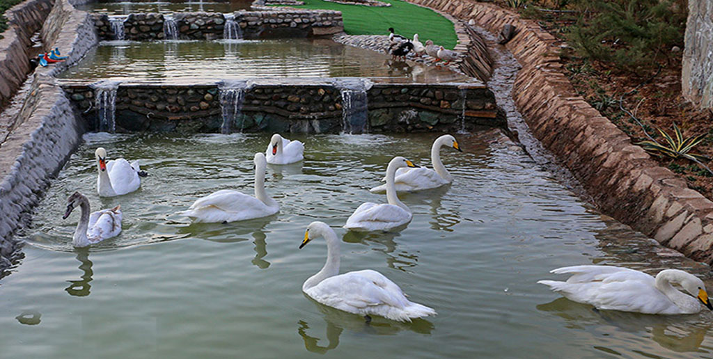 آنفولانزای فوق حاد پرندگان به باغ پرندگان تهران رسید؟