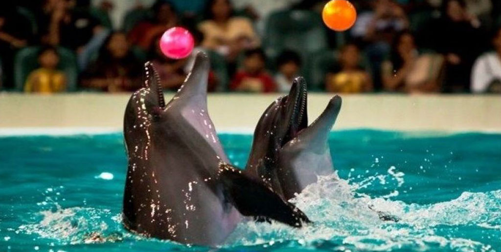 دلفیناریوم برج میلاد برای همیشه تعطیل شد