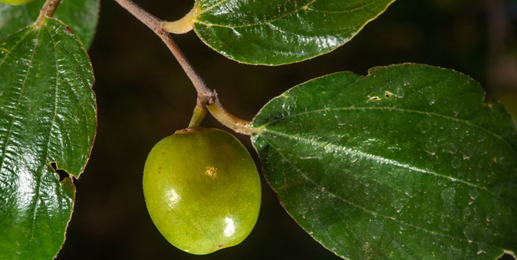 خواص میوه خوراکی گیاه سدر