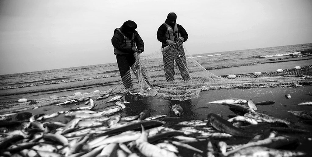 صید ماهی امسال ۱۴ درصد افزایش یافت