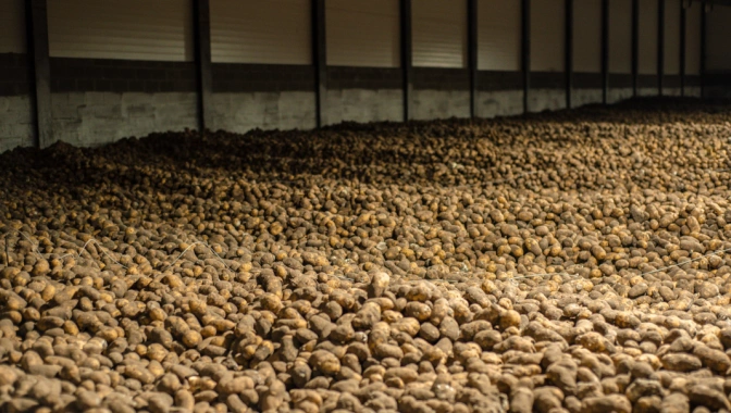 سیب ‌زمینی رایگان وجود ندارد